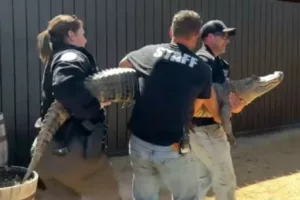 Game Wardens carry 8 foot aligator